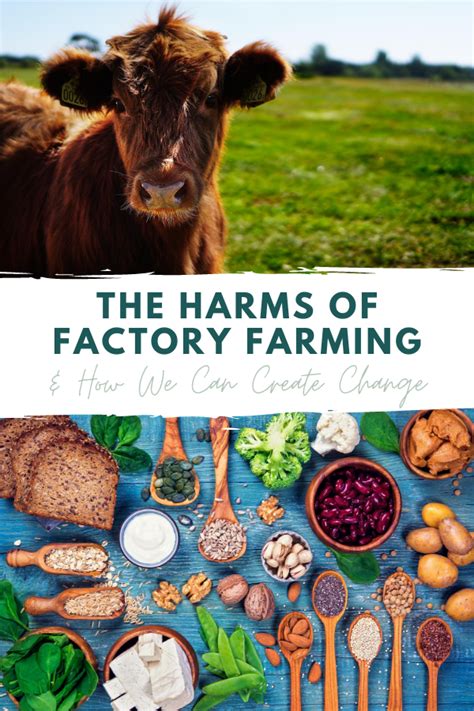 factory farms are good for the environment